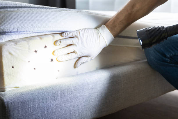 Professional Pest Control in Fraser, CO